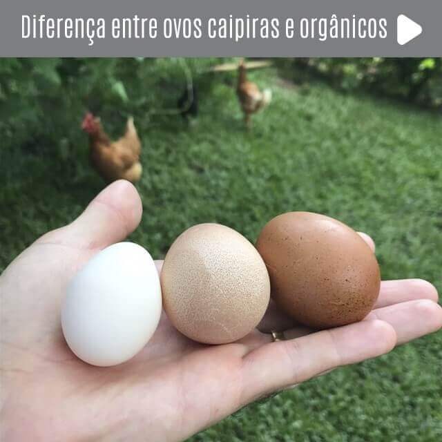 Diferença Entre Ovos Caipiras e Orgânicos